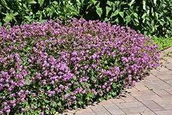 Karmina Cranesbill (Geranium x cantabrigiense 'Karmina') at Lakeshore Garden Centres