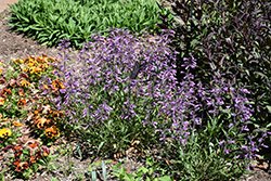 Prairie Twilight Beard Tongue (Penstemon 'Prairie Twilight') at Lakeshore Garden Centres