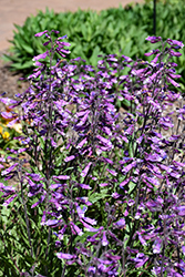 Prairie Twilight Beard Tongue (Penstemon 'Prairie Twilight') at Lakeshore Garden Centres