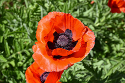 Crimson Red Poppy (Papaver orientale 'Crimson Red') at Lakeshore Garden Centres