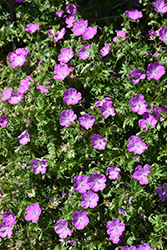 Max Frei Cranesbill (Geranium sanguineum 'Max Frei') at Lakeshore Garden Centres