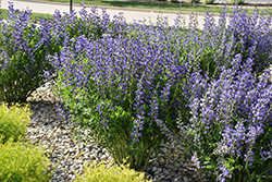 Blue Wild Indigo (Baptisia australis) at Lakeshore Garden Centres