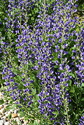 Blue Wild Indigo (Baptisia australis) at Lakeshore Garden Centres
