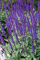 Caradonna Sage (Salvia nemorosa 'Caradonna') at Lakeshore Garden Centres