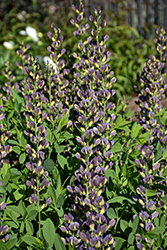 Twilite Prairieblues False Indigo (Baptisia 'Twilite') at Lakeshore Garden Centres