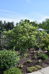 Instant Karma Elder (Sambucus nigra 'Sanivalk') at Lakeshore Garden Centres