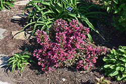 Minor Black Weigela (Weigela florida 'Minor Black') at Lakeshore Garden Centres