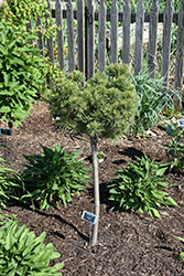 Blue Shag (tree form) White Pine (Pinus strobus 'Blue Shag (tree form)') at Lakeshore Garden Centres
