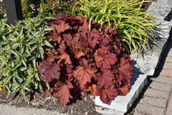Rio Coral Bells (Heuchera 'Rio') at Lakeshore Garden Centres