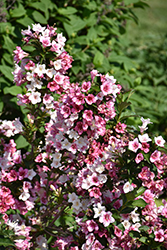 Czechmark Trilogy Weigela (Weigela florida 'VUKOZGemini') at Lakeshore Garden Centres
