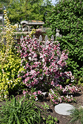 Czechmark Trilogy Weigela (Weigela florida 'VUKOZGemini') at Lakeshore Garden Centres