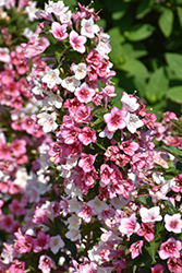 Czechmark Trilogy Weigela (Weigela florida 'VUKOZGemini') at Lakeshore Garden Centres