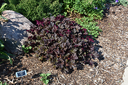 Blackout Coral Bells (Heuchera 'Blackout') at Lakeshore Garden Centres