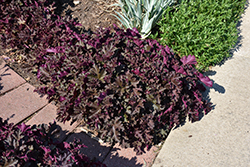 Purple Petticoats Coral Bells (Heuchera 'Purple Petticoats') at Lakeshore Garden Centres