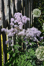 Meadow Rue (Thalictrum aquilegiifolium) at Lakeshore Garden Centres