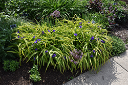 Sweet Kate Spiderwort (Tradescantia x andersoniana 'Sweet Kate') at Lakeshore Garden Centres