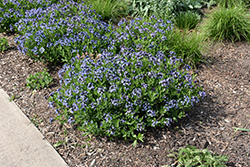 Blue Ice Star Flower (Amsonia tabernaemontana 'Blue Ice') at Lakeshore Garden Centres