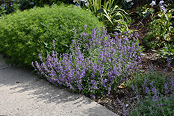 Little Titch Catmint (Nepeta racemosa 'Little Titch') at Lakeshore Garden Centres