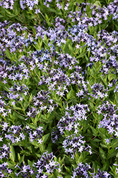 Blue Ice Star Flower (Amsonia tabernaemontana 'Blue Ice') at Lakeshore Garden Centres