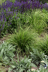 Autumn Moor Grass (Sesleria autumnalis) at Lakeshore Garden Centres