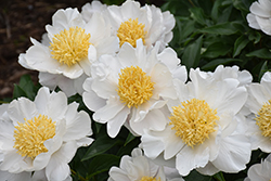 Jan Van Leeuwen Peony (Paeonia 'Jan Van Leeuwen') at Lakeshore Garden Centres