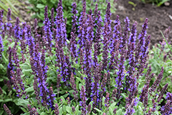 Merleau Blue Sage (Salvia 'Merleau Blue') at Lakeshore Garden Centres