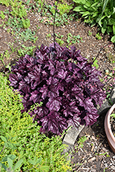 Forever Purple Coral Bells (Heuchera 'Forever Purple') at Lakeshore Garden Centres