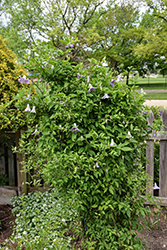 Betty Corning Clematis (Clematis viticella 'Betty Corning') at Lakeshore Garden Centres