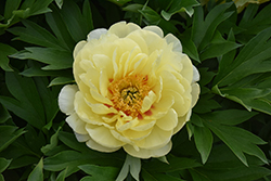 Bartzella Peony (Paeonia 'Bartzella') at Lakeshore Garden Centres