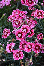 Star Single Superstar Pinks (Dianthus 'Wp11 TYR04') at Lakeshore Garden Centres