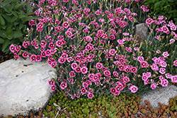 Star Single Superstar Pinks (Dianthus 'Wp11 TYR04') at Lakeshore Garden Centres