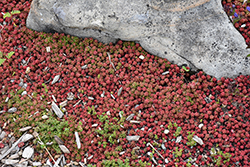Coral Carpet Stonecrop (Sedum album 'Coral Carpet') at Lakeshore Garden Centres