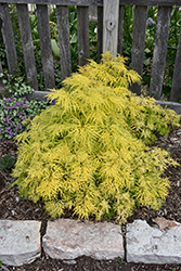 Lemony Lace Elder (Sambucus racemosa 'SMNSRD4') at Lakeshore Garden Centres