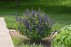 Decadence Sparkling Sapphires False Indigo (Baptisia 'Sparkling Sapphires') at Lakeshore Garden Centres