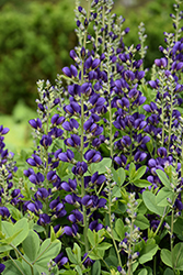 Decadence Sparkling Sapphires False Indigo (Baptisia 'Sparkling Sapphires') at Lakeshore Garden Centres