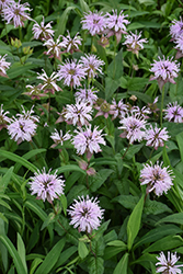 Eastern Beebalm (Monarda bradburiana) at Lakeshore Garden Centres