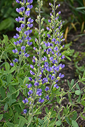 Decadence Deluxe Blue Bubbly False Indigo (Baptisia 'Blue Bubbly') at Lakeshore Garden Centres