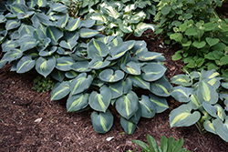 Touch Of Class Hosta (Hosta 'Touch Of Class') at Lakeshore Garden Centres