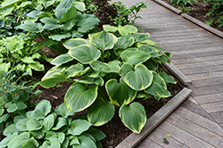 All That Jazz Hosta (Hosta 'All That Jazz') at Lakeshore Garden Centres