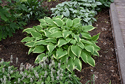 Antioch Hosta (Hosta 'Antioch') at Lakeshore Garden Centres