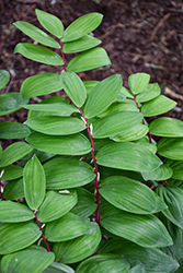 Ruby Slippers Solomon's Seal (Polygonatum odoratum 'Ruby Slippers') at Lakeshore Garden Centres