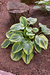 Earth Angel Hosta (Hosta 'Earth Angel') at Lakeshore Garden Centres