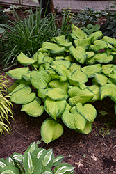 Stained Glass Hosta (Hosta 'Stained Glass') at Lakeshore Garden Centres