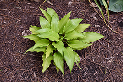 Chris' China Star Hosta (Hosta 'Chris' China Star') at Lakeshore Garden Centres
