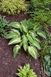 Sharped Dressed Man Hosta (Hosta 'Sharp Dressed Man') at Lakeshore Garden Centres
