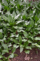 Closed-Flower Hosta (Hosta clausa) at Lakeshore Garden Centres