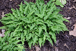Spartan Arrow Hosta (Hosta 'Spartan Arrow') at Lakeshore Garden Centres