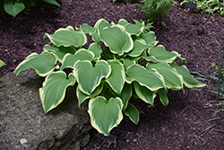 Silk Kimono Hosta (Hosta 'Silk Kimono') at Lakeshore Garden Centres