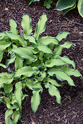 Ripple Effect Hosta (Hosta 'Ripple Effect') at Lakeshore Garden Centres