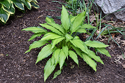 Spritzer Hosta (Hosta 'Spritzer') at Lakeshore Garden Centres
